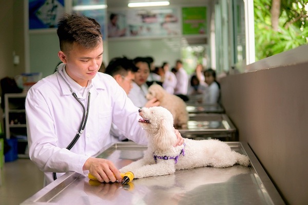 Du học Nhật Bản ngành thú y: Cánh cửa cơ hội mở rộng với các bạn trẻ