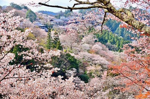 những địa điểm ngắm hoa anh đào ở Nhật Bản dành cho du học sinh